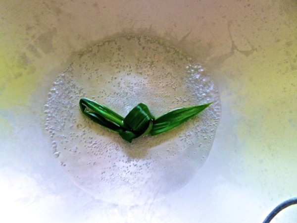 Pandan leaf and palm sugar cooking in water together
